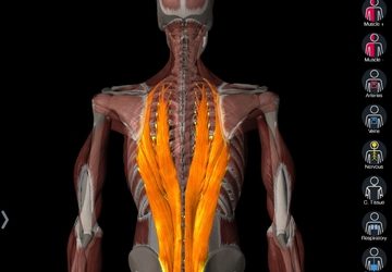Lower Back Pain: Why It Happens and What to Do About It