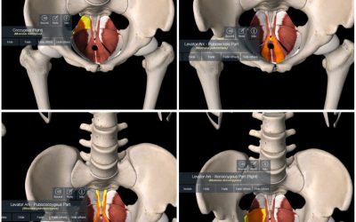 How to Build a Healthier Pelvic Floor