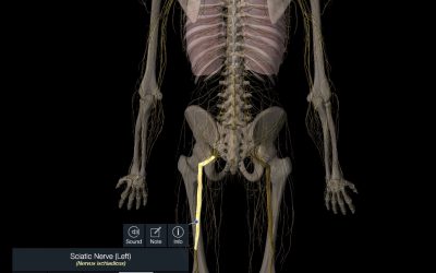 What Causes Sciatica and What is the Best Treatment?