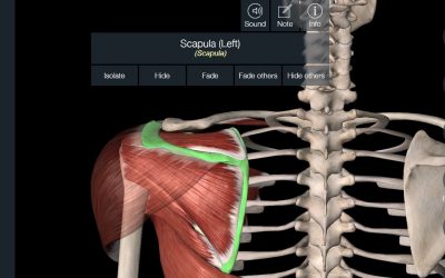 Pinched Nerve in Shoulder Blade: Foe or Fact?
