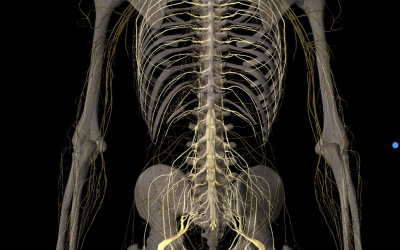 What is a Pinched Nerve?